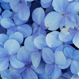 blue-flowers